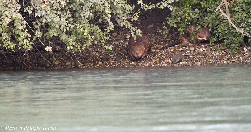 Castor 0752_wm.jpg - Deux castors au bord du Rhône (France, juillet 2011)